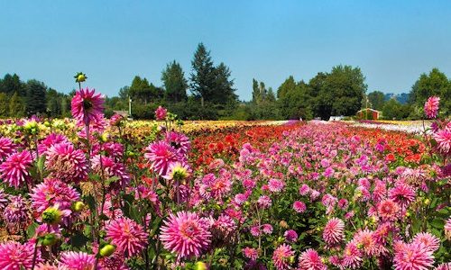 Swan-Island-Dahlias_Image_500x300