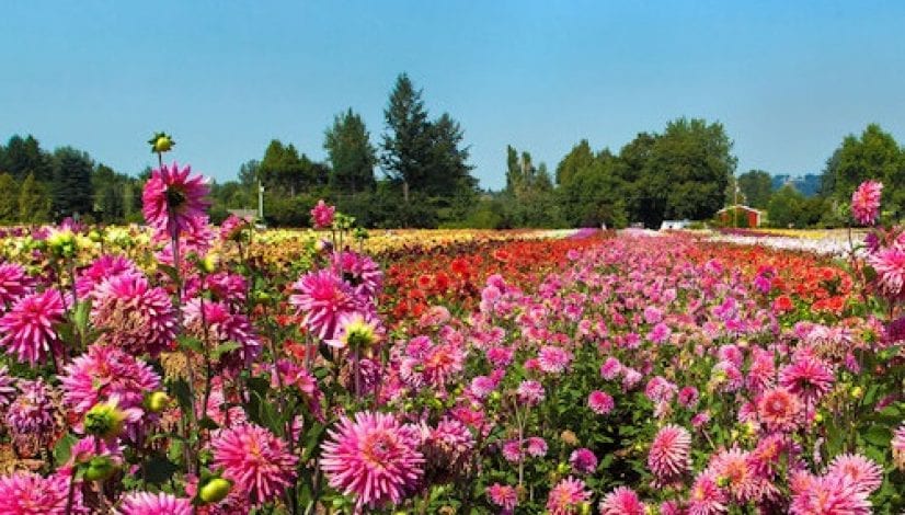Swan-Island-Dahlias_Image_500x300